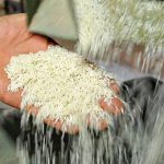 ساده‌ترین روش تشخیص برنج ایرانی اصل از تقلبی