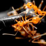 ۱۱ پیشنهاد خانگی و طبیعی برای فراری دادن مورچه ها